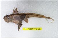 藏品(銀鮫)的圖片